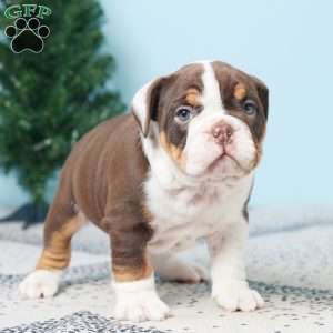 DEXTER, English Bulldog Puppy